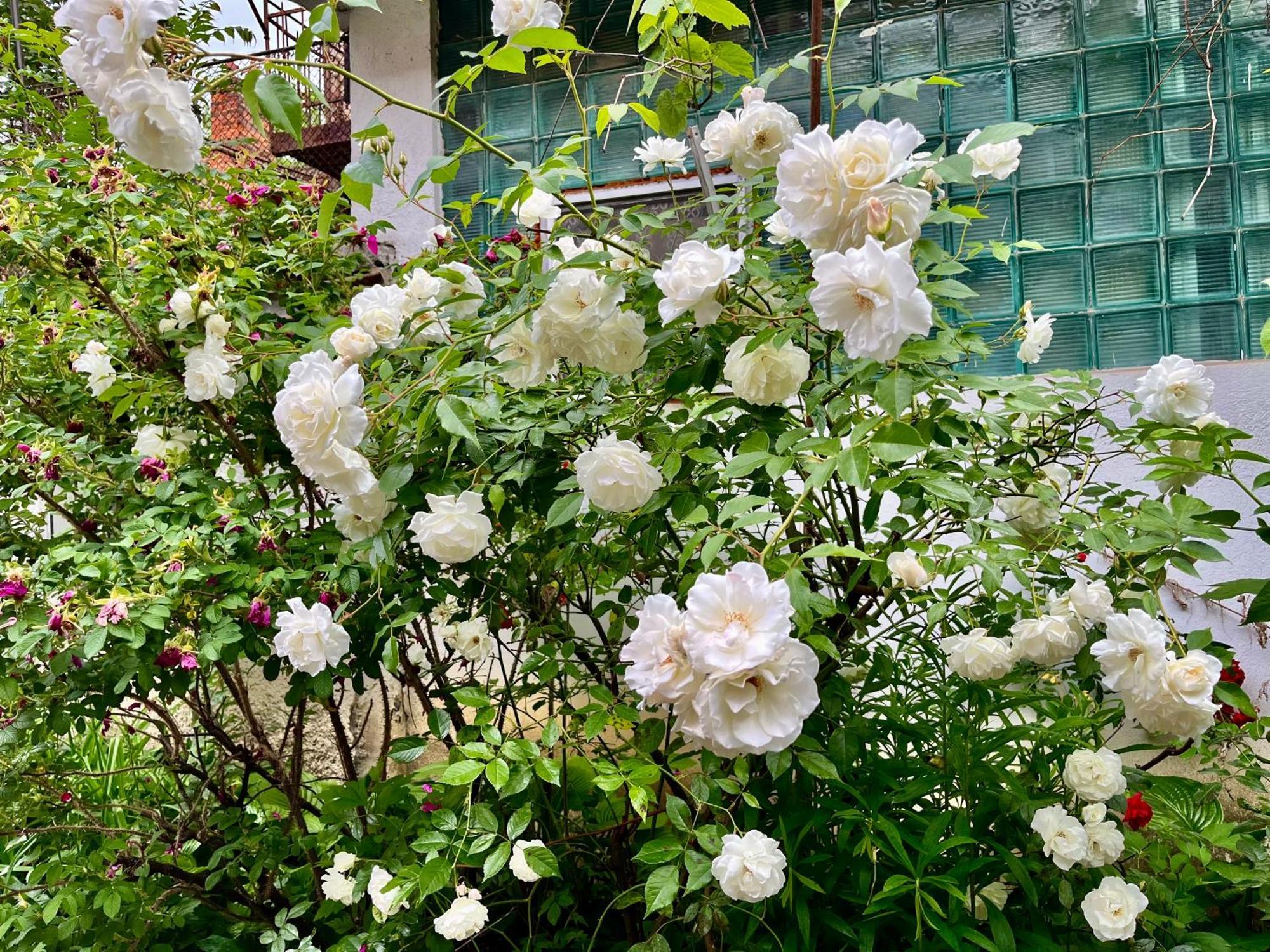 Casa Ming Villa บราชอฟ ภายนอก รูปภาพ